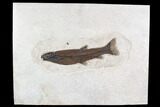 Rare, Notogoneus Fish Fossil - Wyoming #107477-1
